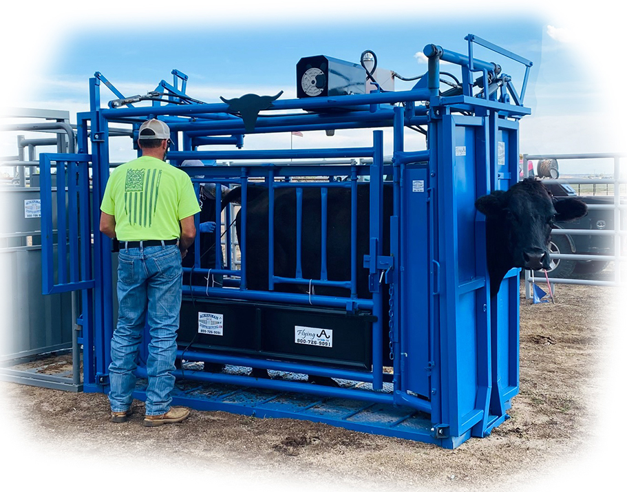 The Flying A Hydraulic Chute with Cow in Chute Ultrasound